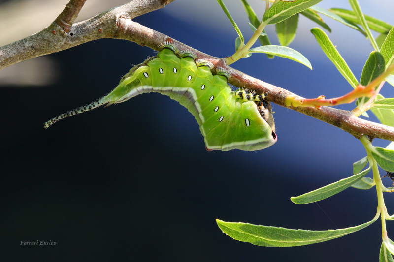 Cerura vinula!